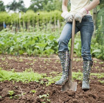 info on fertilizer numbers with female gardener digs vegetable plot with garden spade