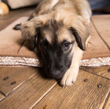 sad puppy in house, cute puppy laying down indoors in home on pet bed bored puppy, sad dog looks depressed german shepherd puppy mixed dog breed puppy portrait part anatolian shepherd